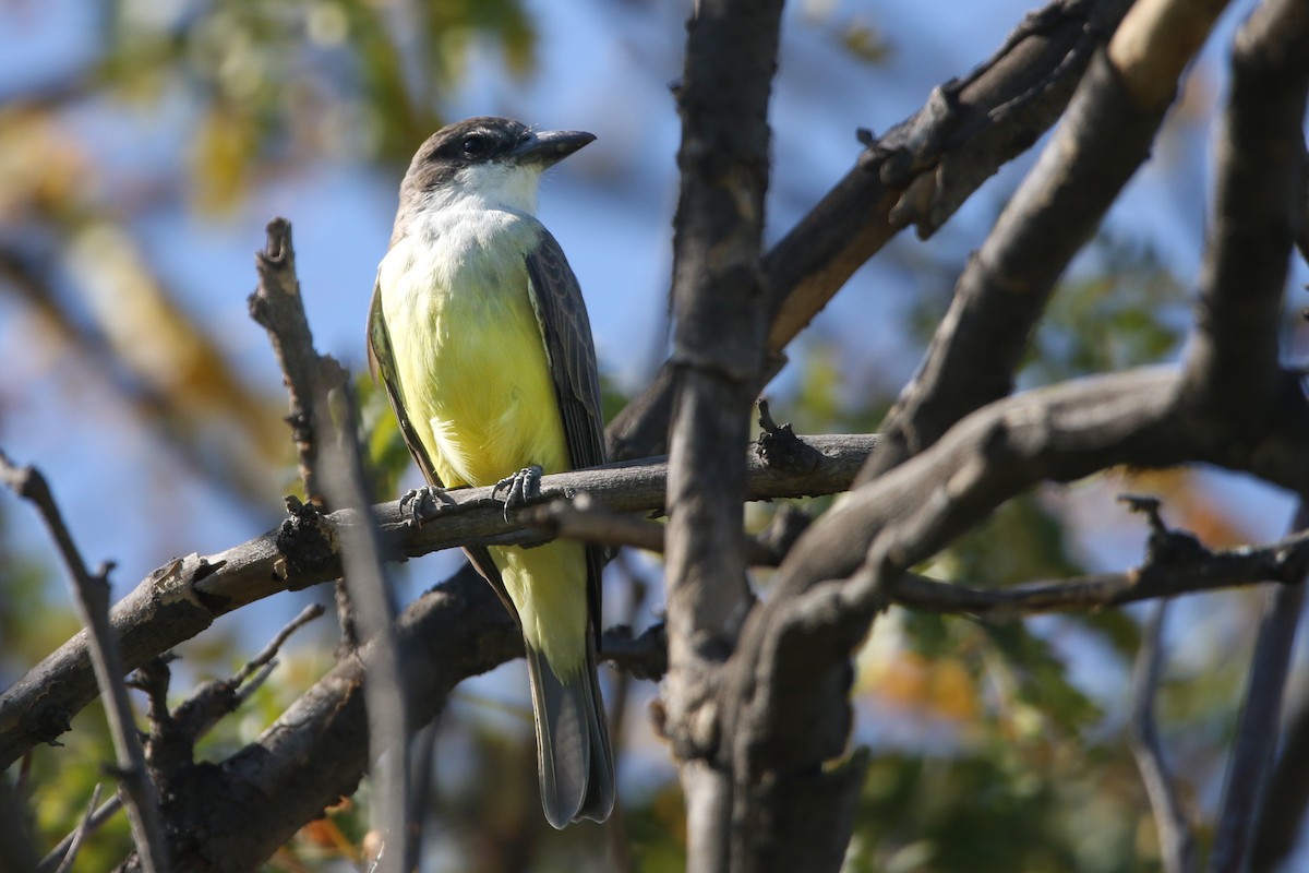 Tyran à bec épais - ML644630478