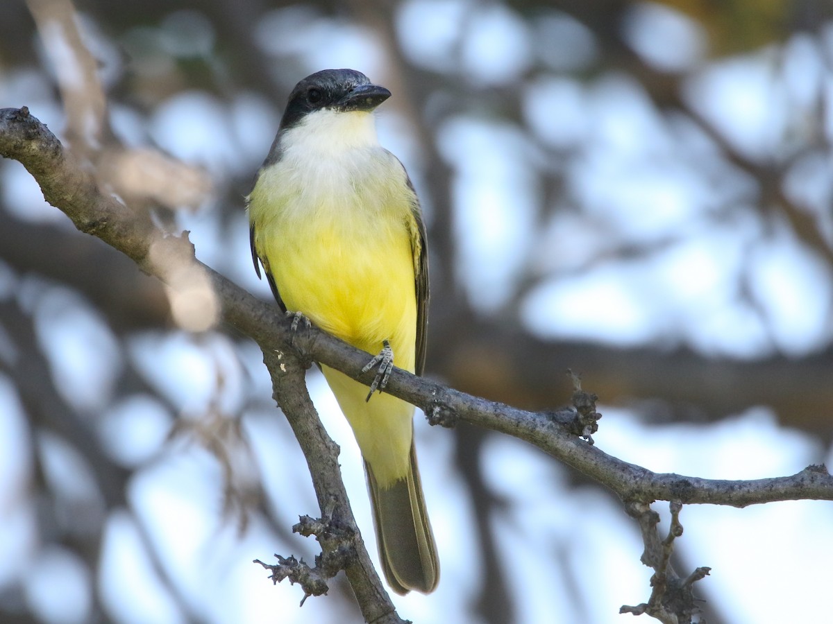 Tyran à bec épais - ML644630479