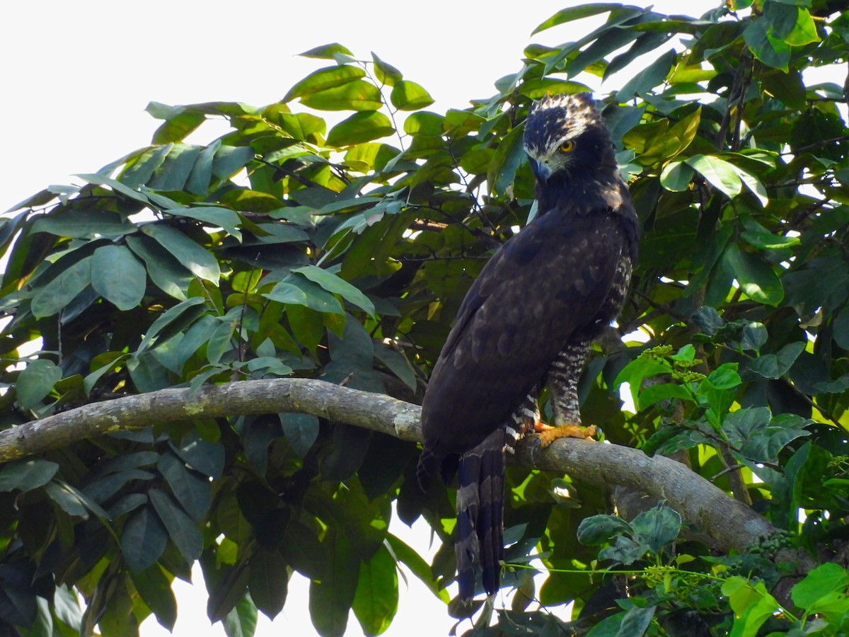 Aigle tyran - ML644630480