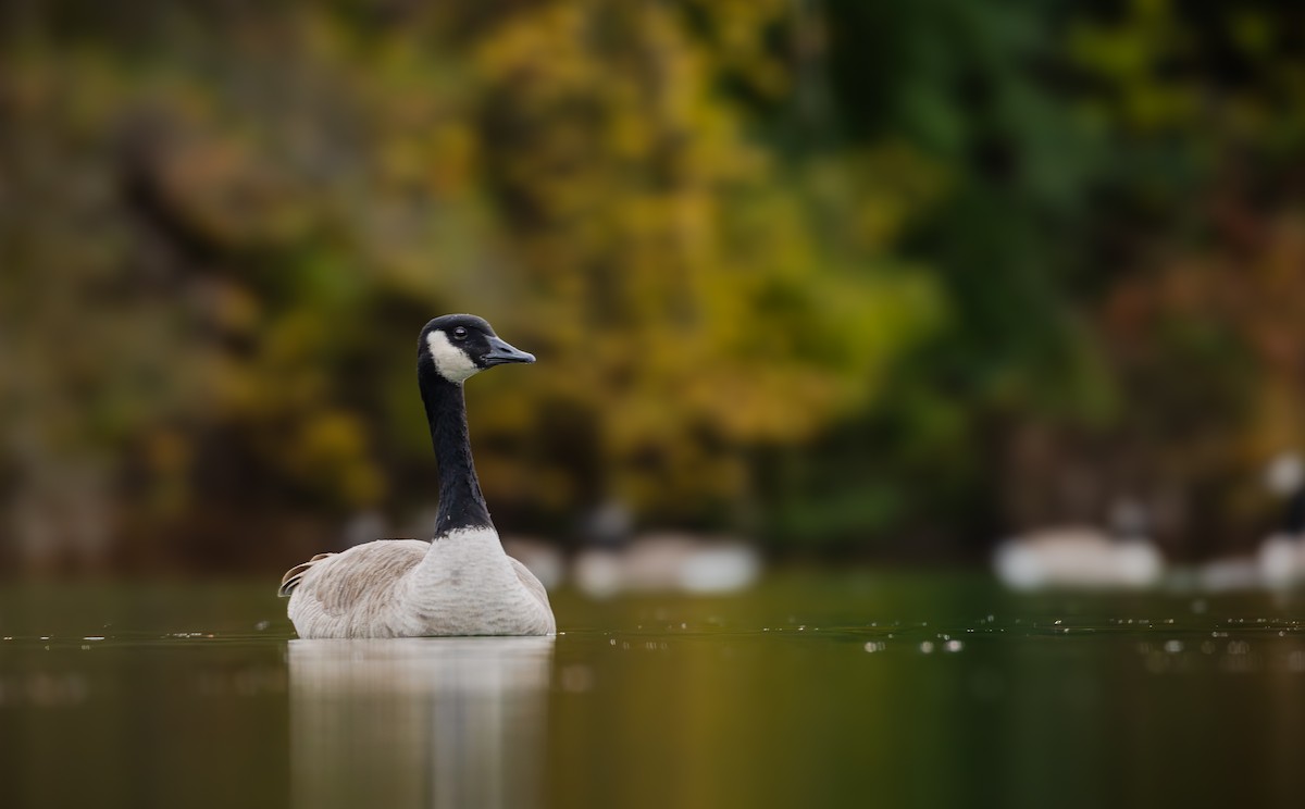 Bernache du Canada - ML644630481