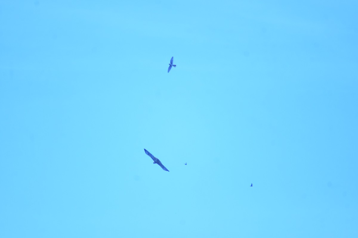 Épervier de Cooper - ML644630482