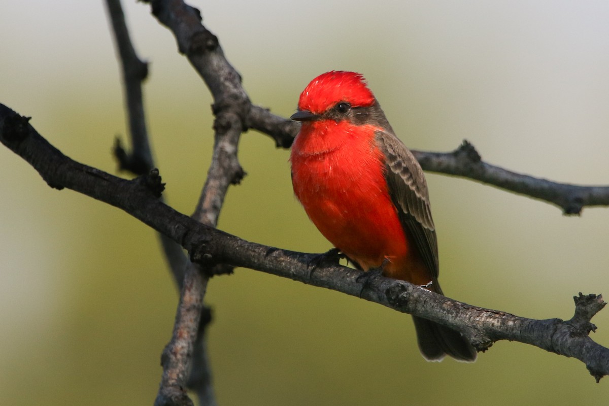 Moucherolle vermillon - ML644630483