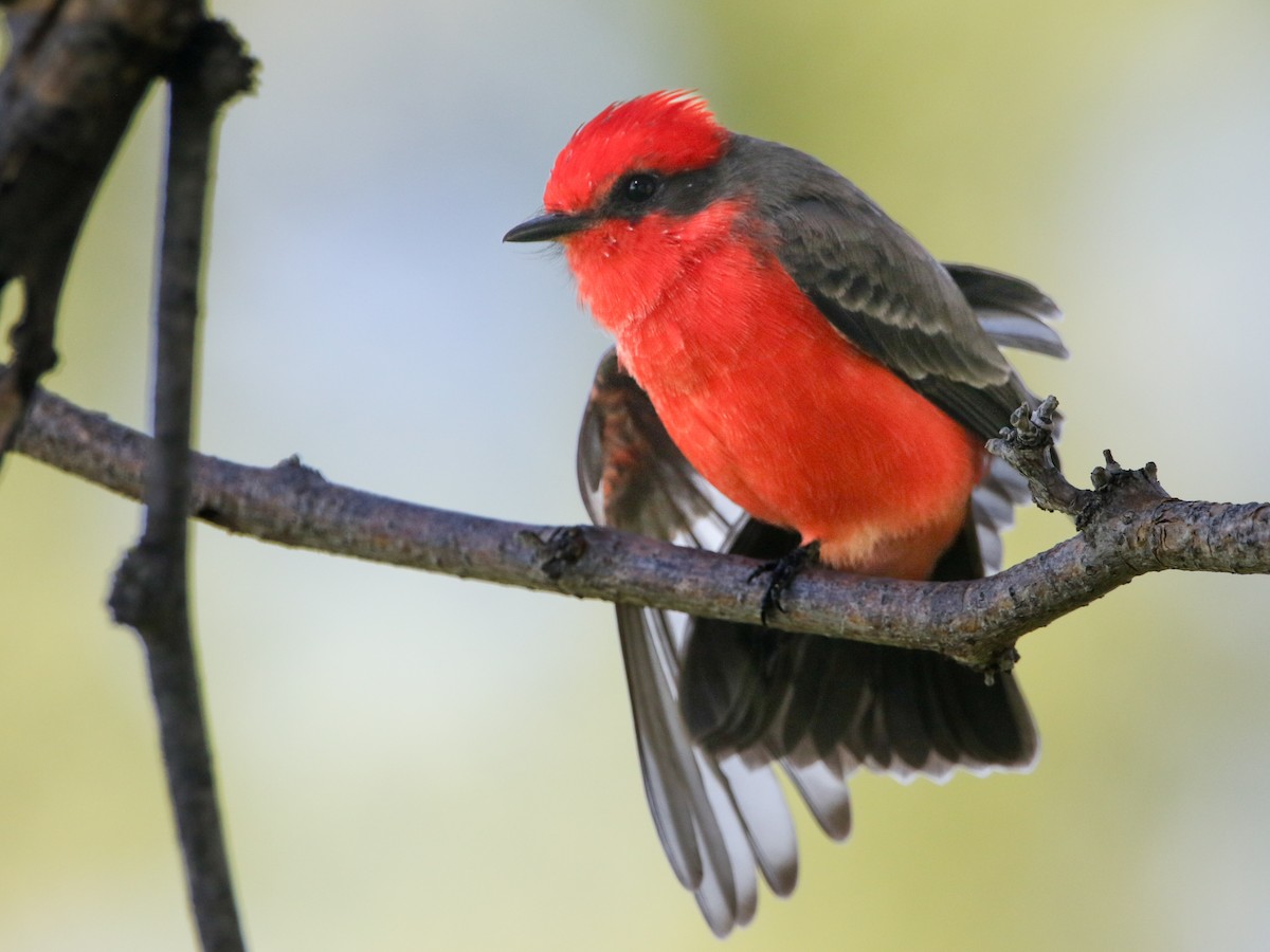 Moucherolle vermillon - ML644630484