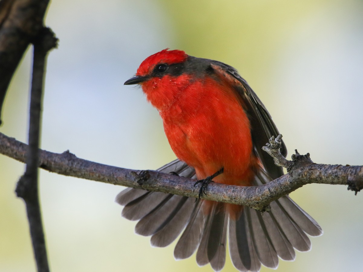 Moucherolle vermillon - ML644630485