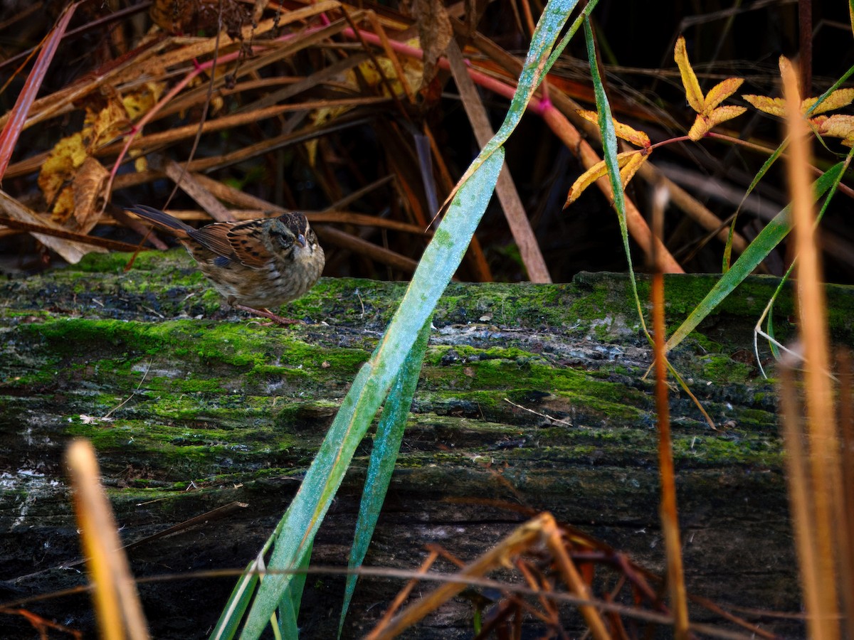 Bruant des marais - ML644630486