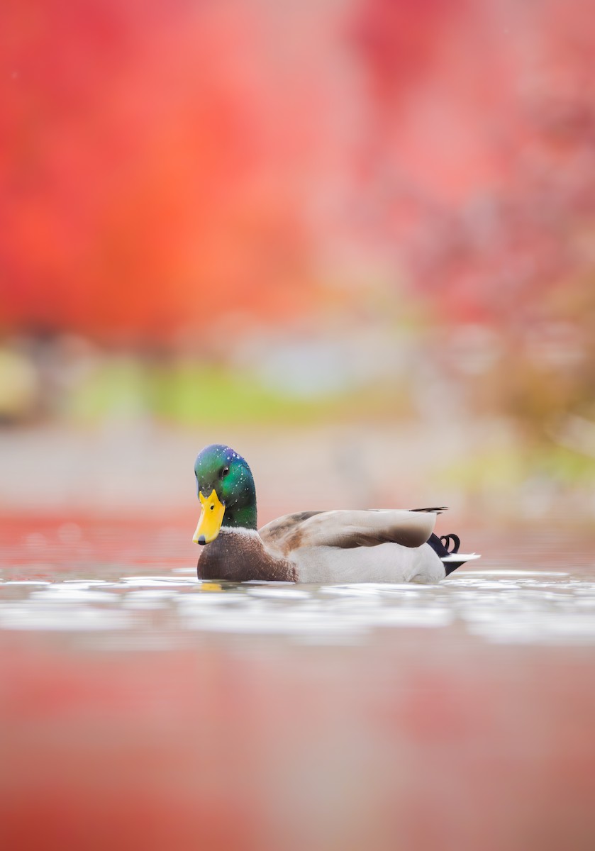 stokkand - ML644630489