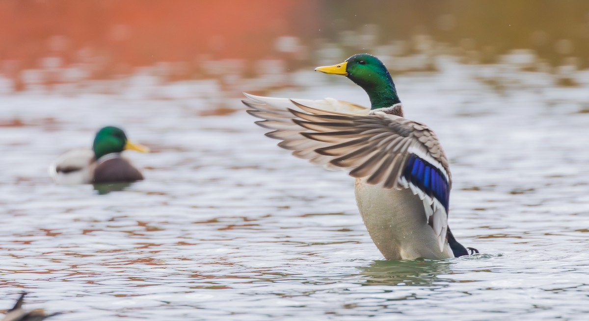 stokkand - ML644630490