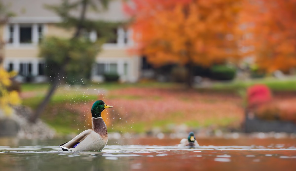 stokkand - ML644630491