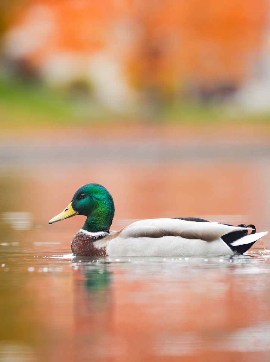 stokkand - ML644630493