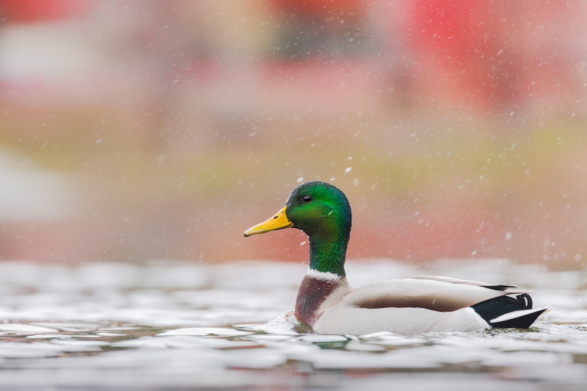 stokkand - ML644630495