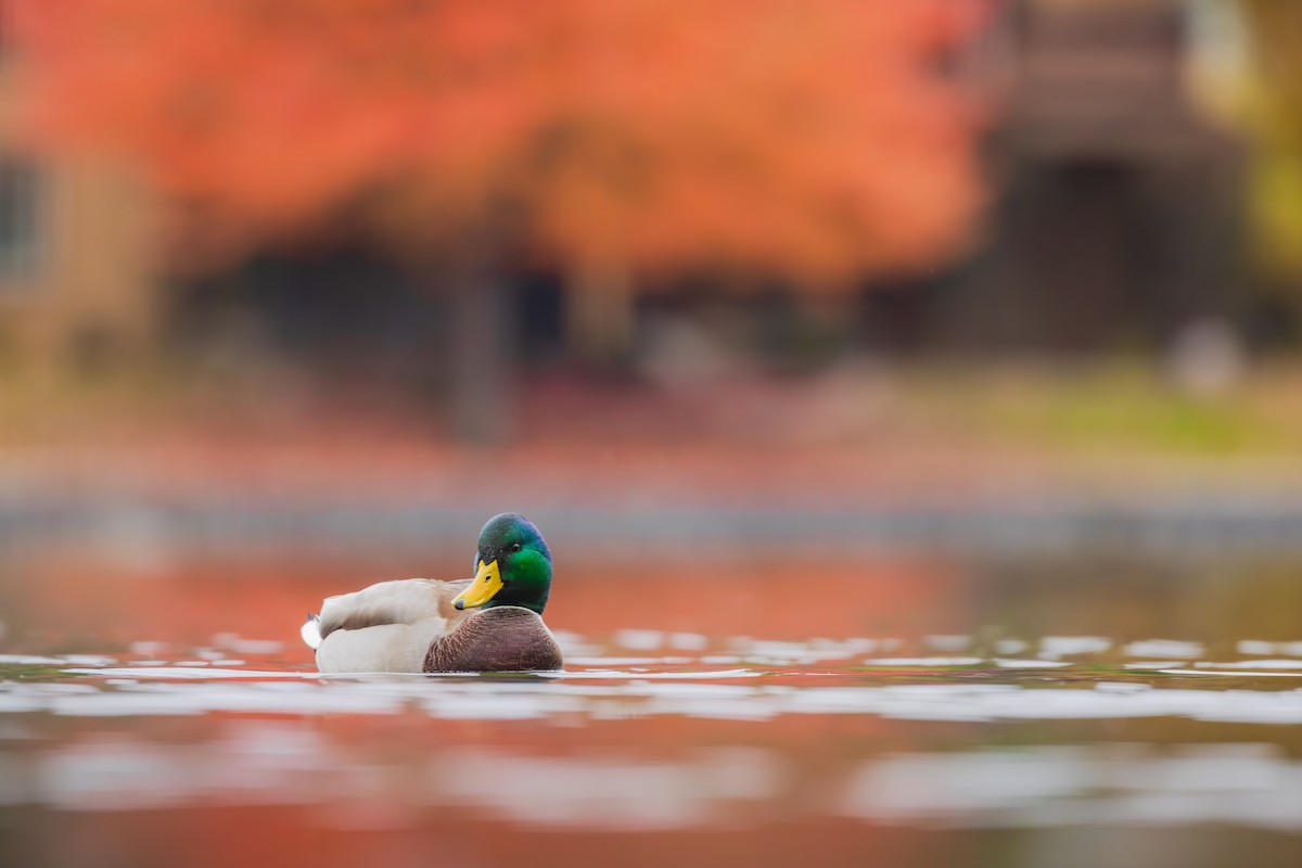 stokkand - ML644630496