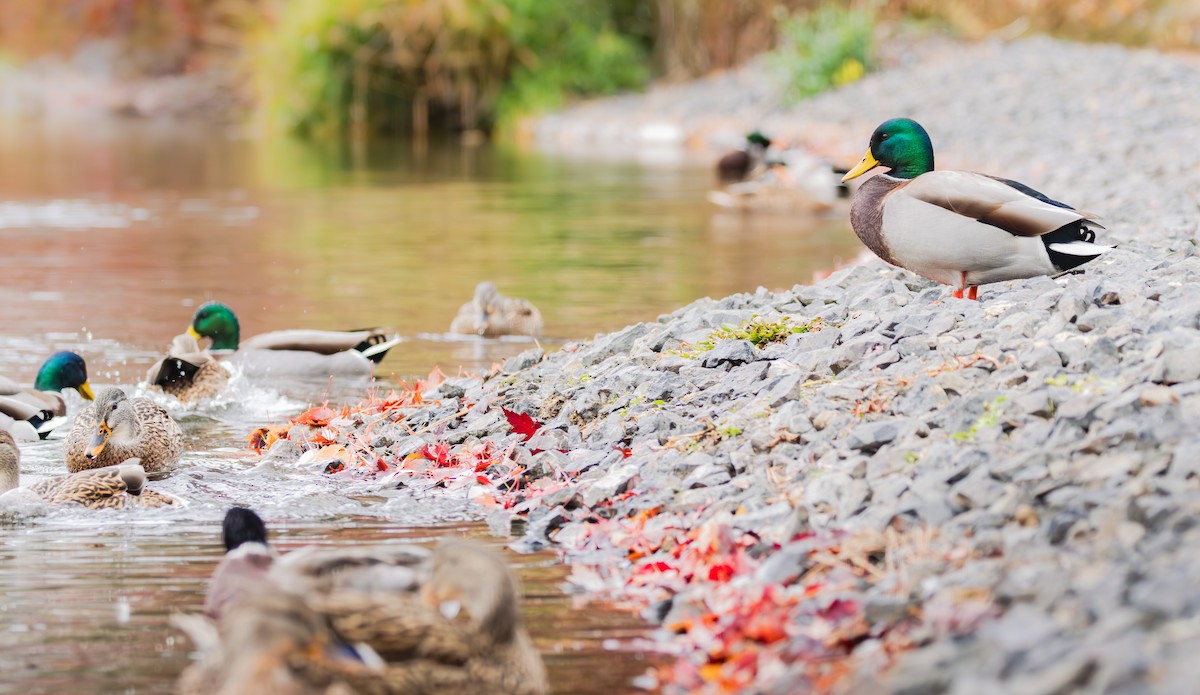 stokkand - ML644630497