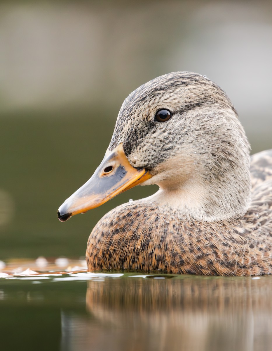 stokkand - ML644630498