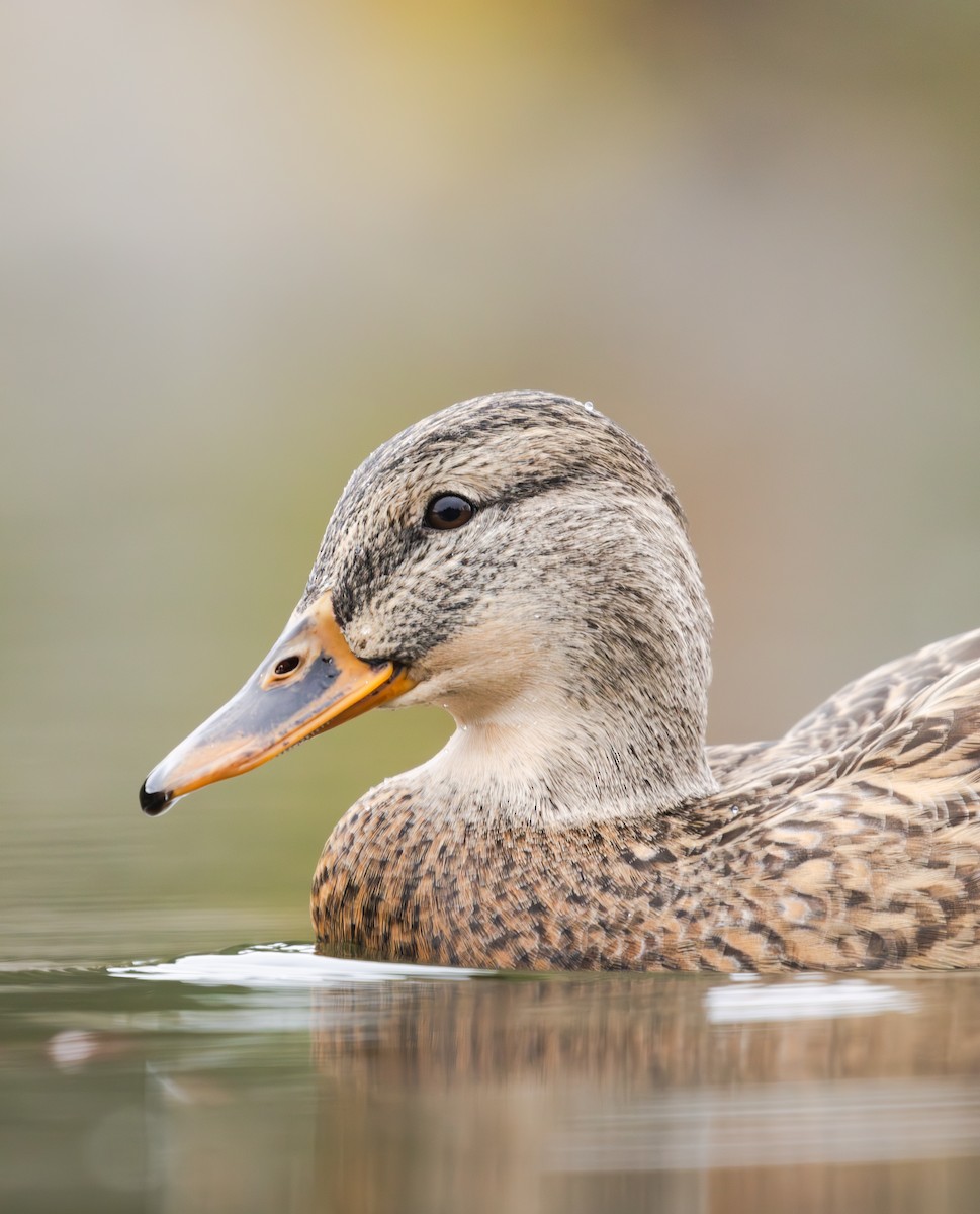 stokkand - ML644630499