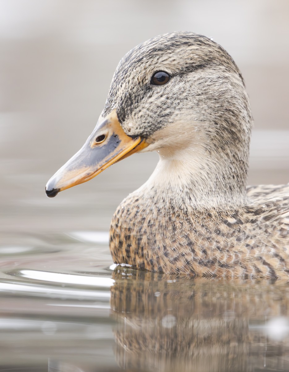 stokkand - ML644630501