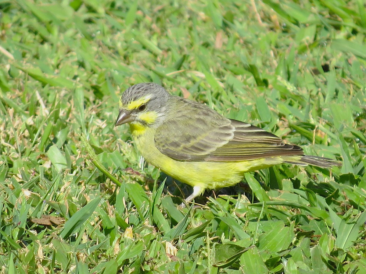 キマユカナリア - ML644630504