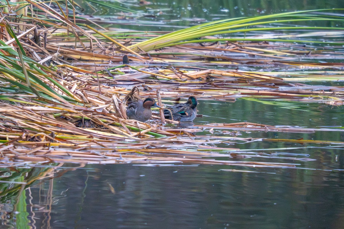 Green-winged Teal - ML644630505