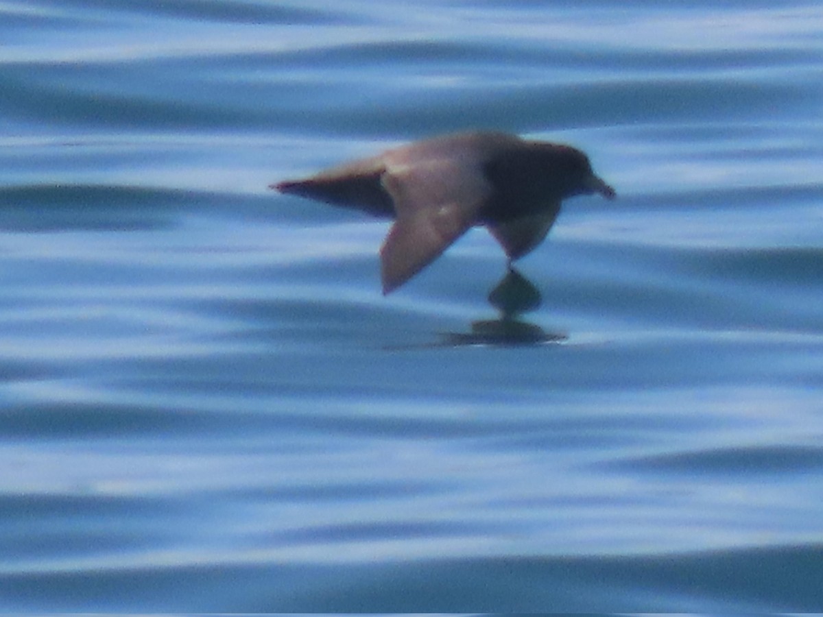 Fulmar boreala - ML644630506