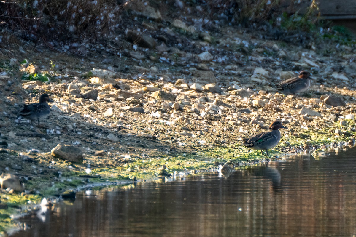 Green-winged Teal - ML644630507