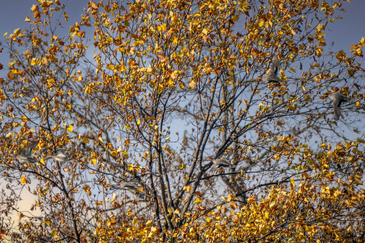 Green-winged Teal - ML644630508