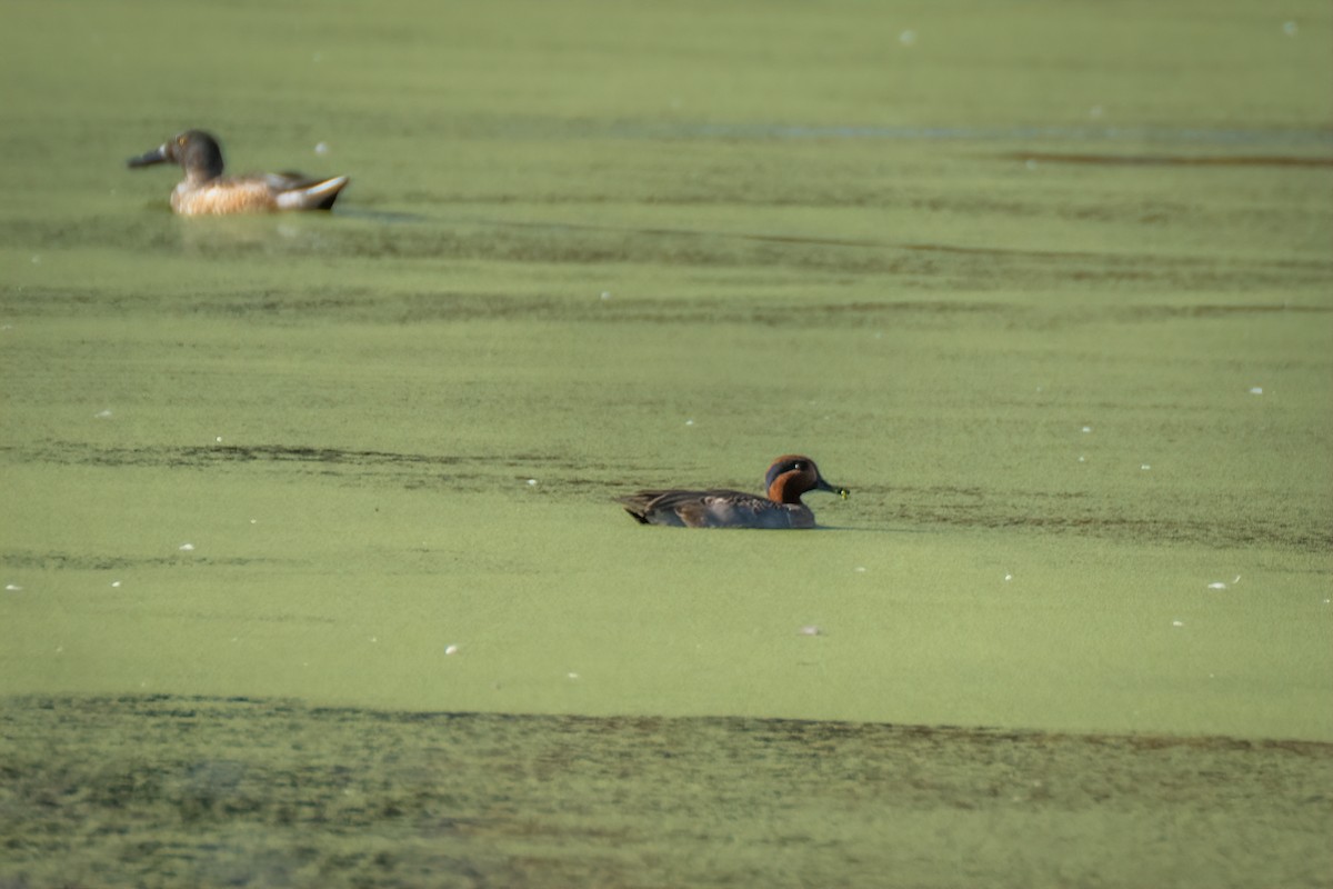Green-winged Teal - ML644630514