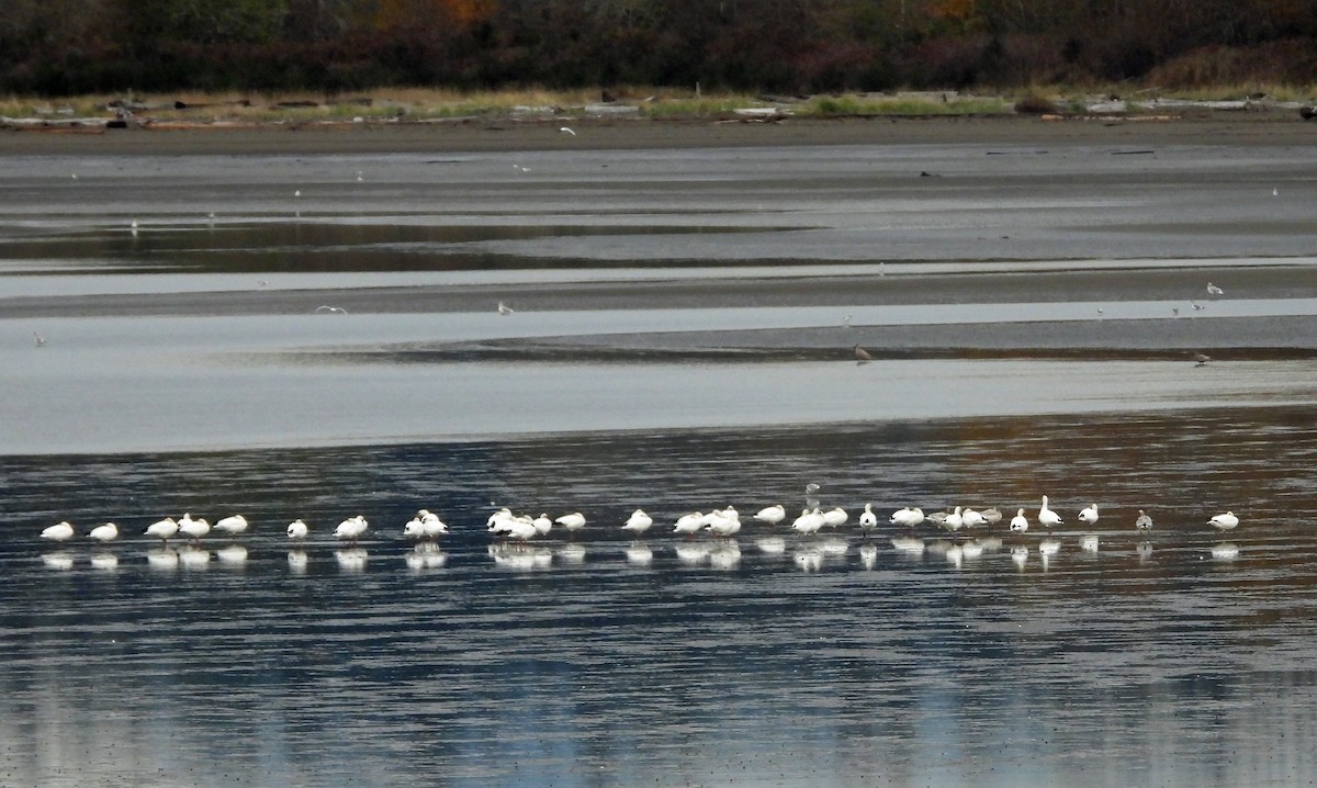 Oie des neiges - ML644630515