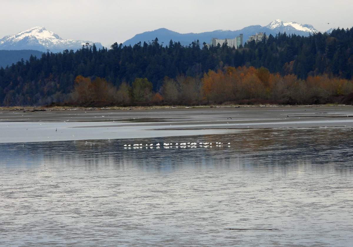 Oie des neiges - ML644630516