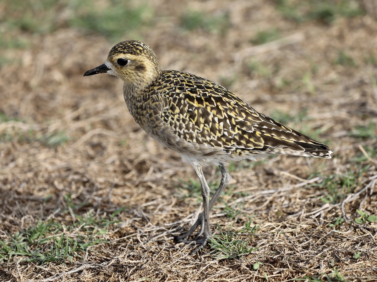 sibirlo - ML644630531