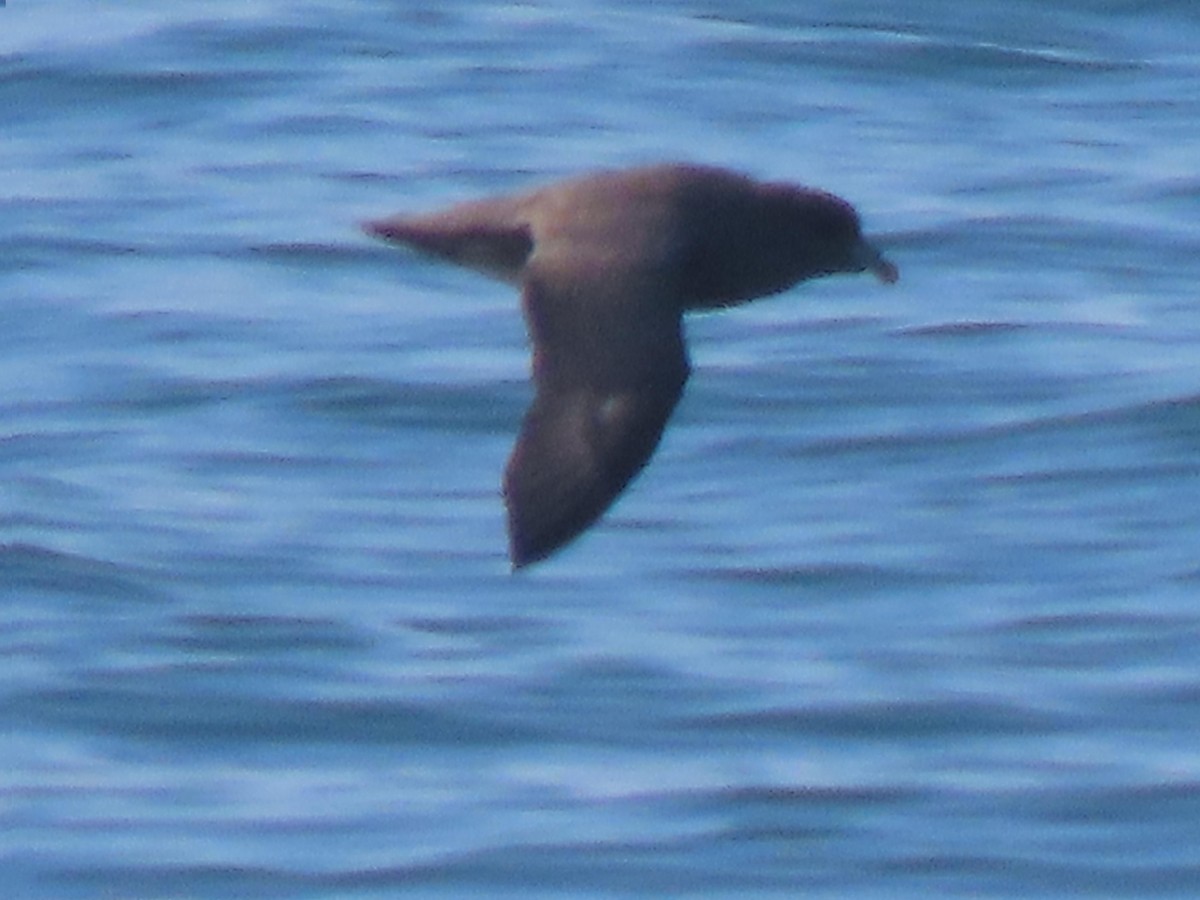 Fulmar boreala - ML644630532