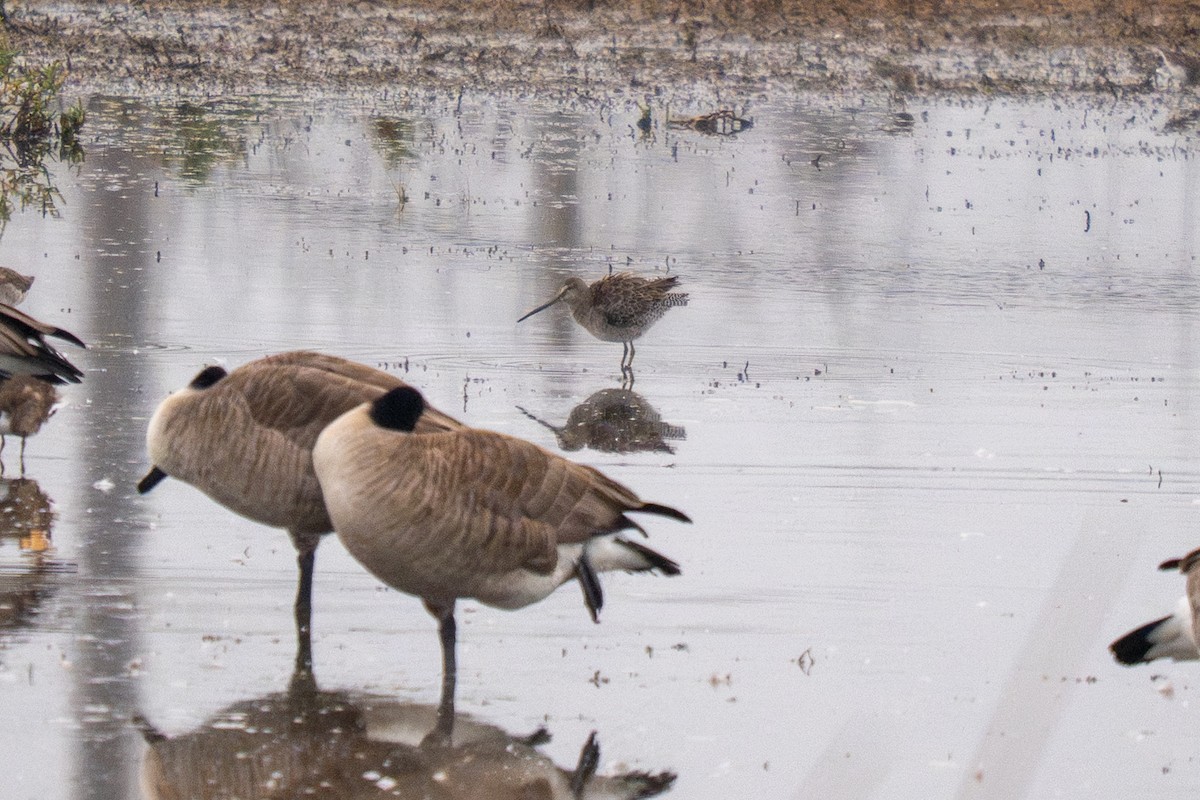 Bécassin à long bec - ML644630533
