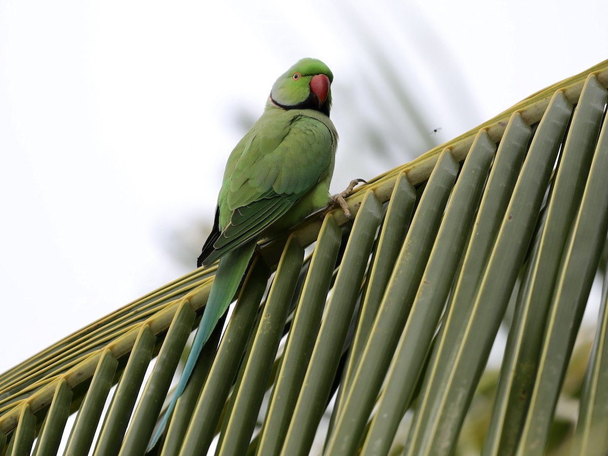 ホンセイインコ - ML644630535