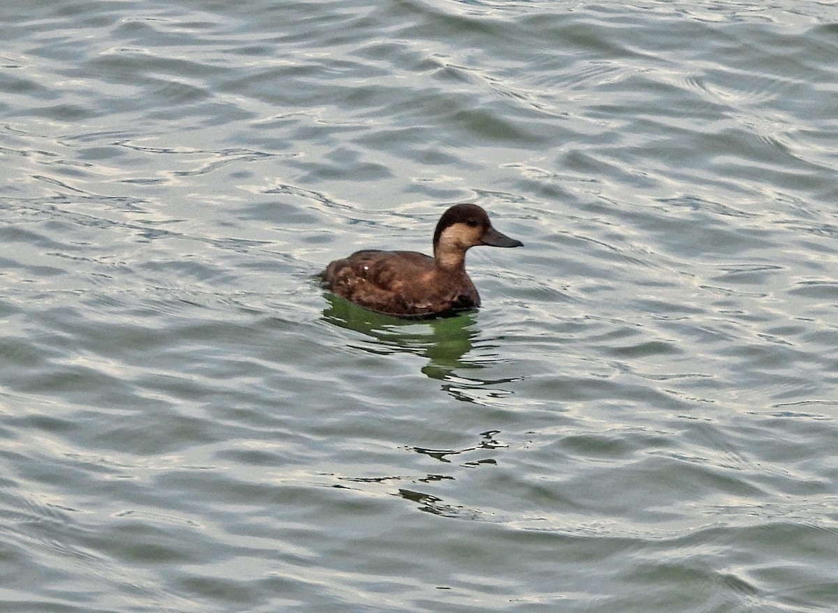 turpan žlutozobý - ML644630536