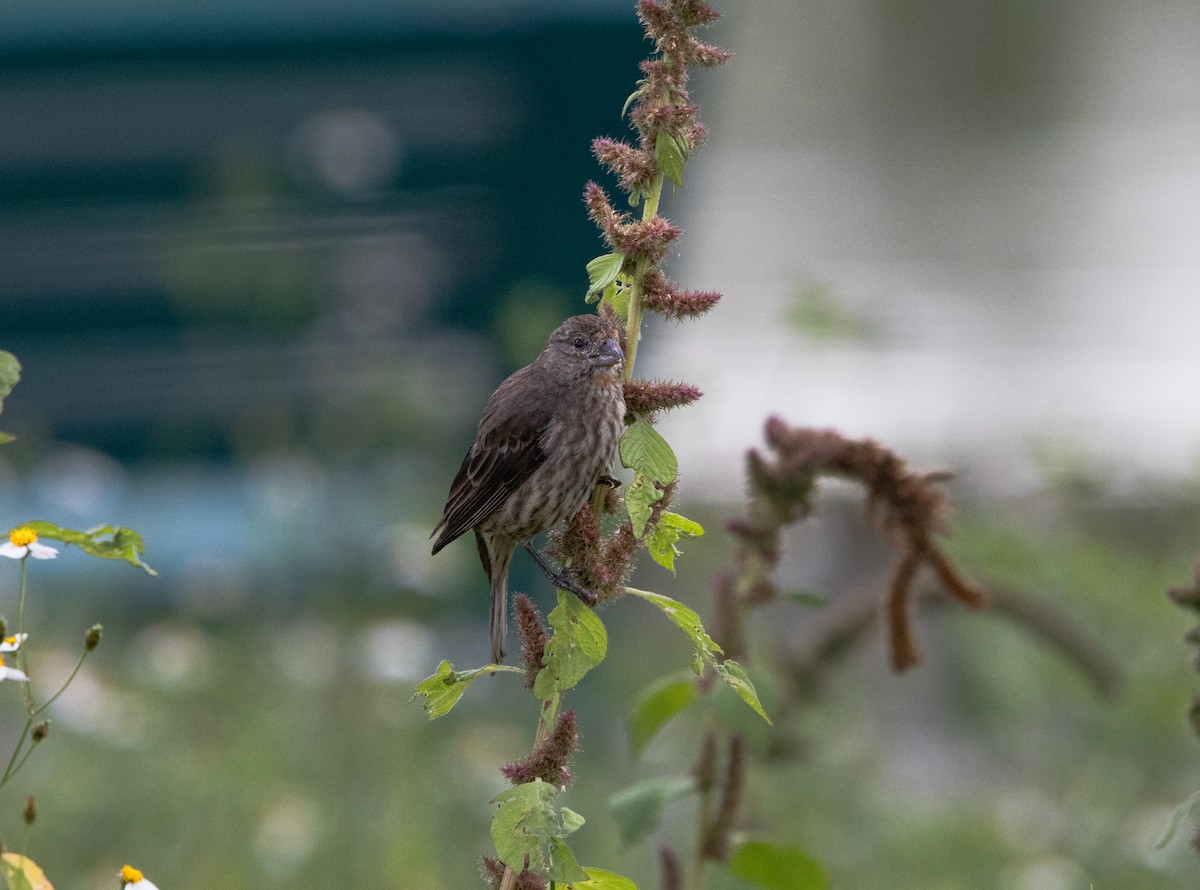 Roselin familier (groupe mexicanus) - ML644630537