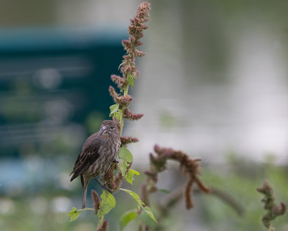 Camachuelo Mexicano (grupo mexicanus) - ML644630538