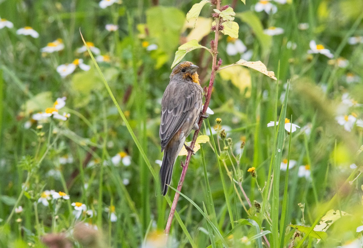 Roselin familier (groupe mexicanus) - ML644630540