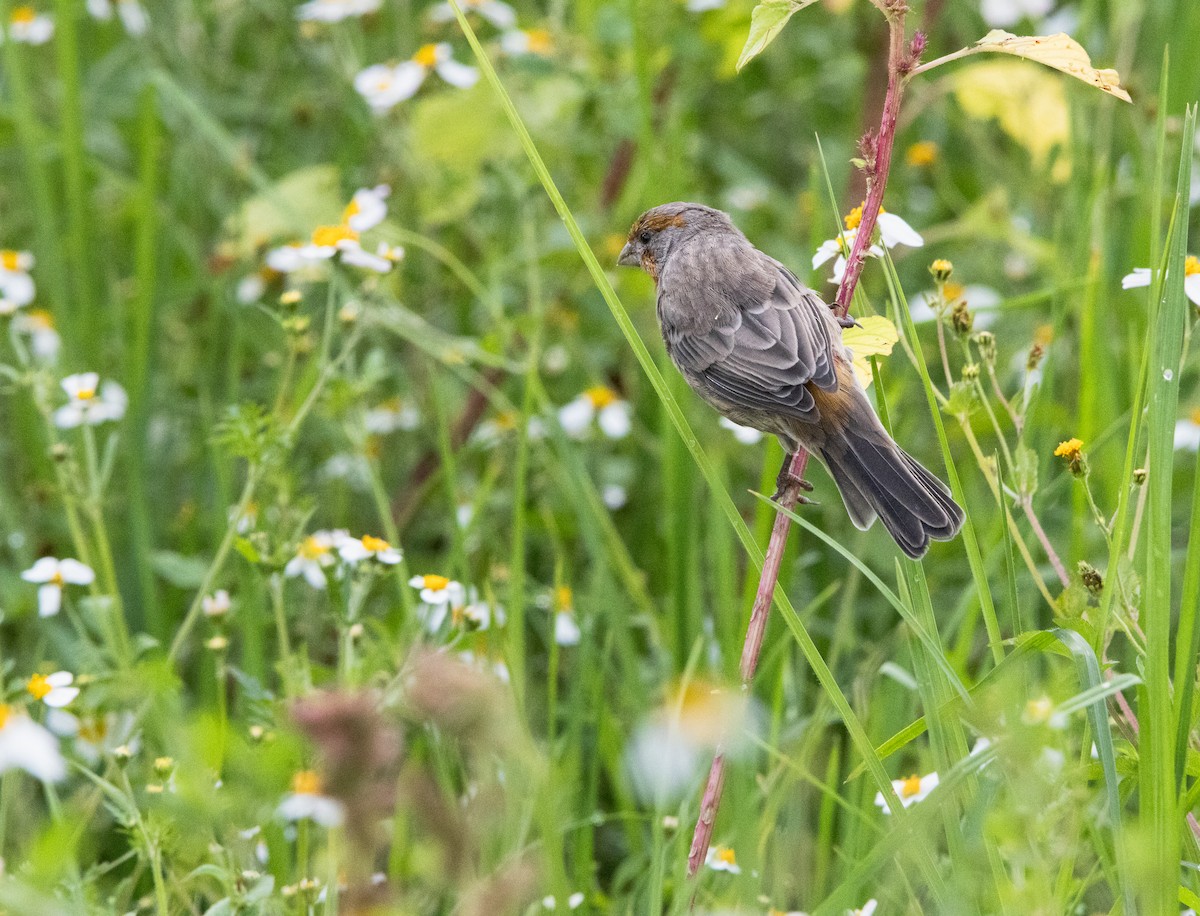 Camachuelo Mexicano (grupo mexicanus) - ML644630541