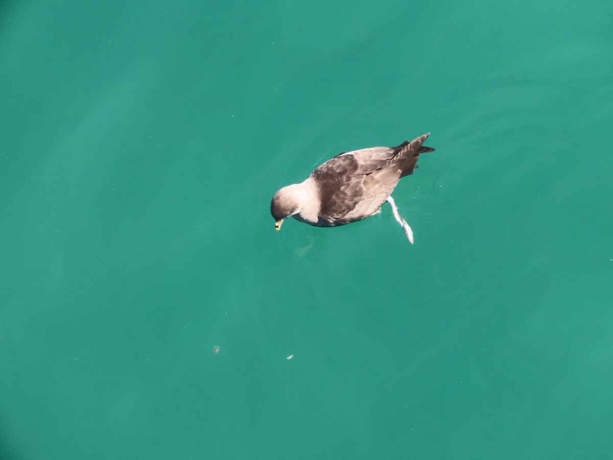 Fulmar boreala - ML644630546