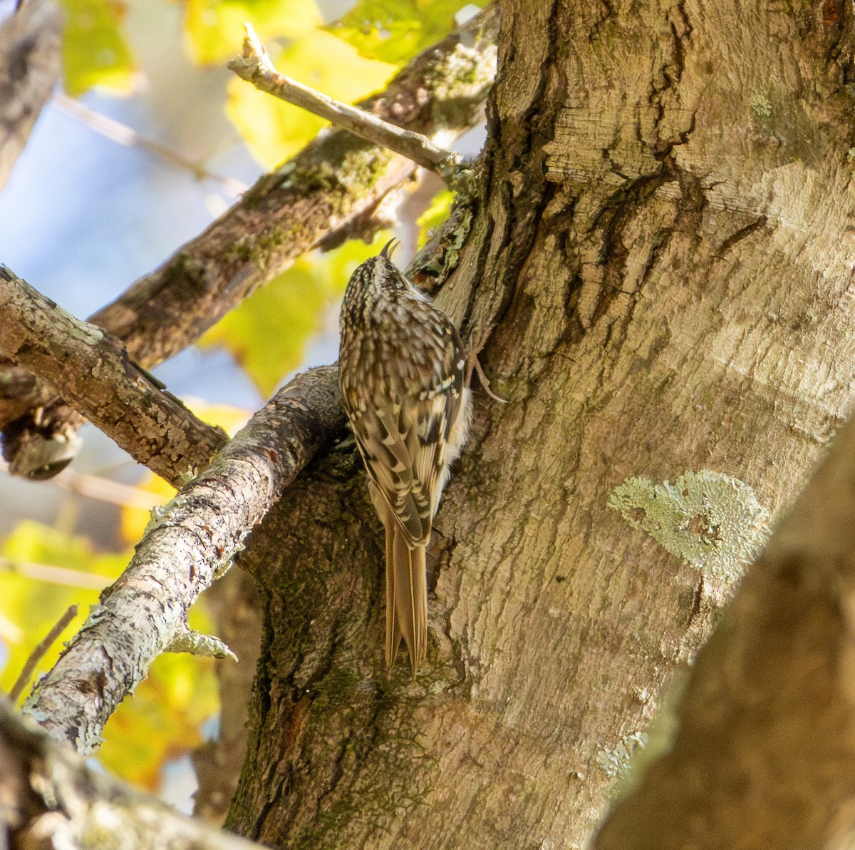 Brown Creeper - ML644630548