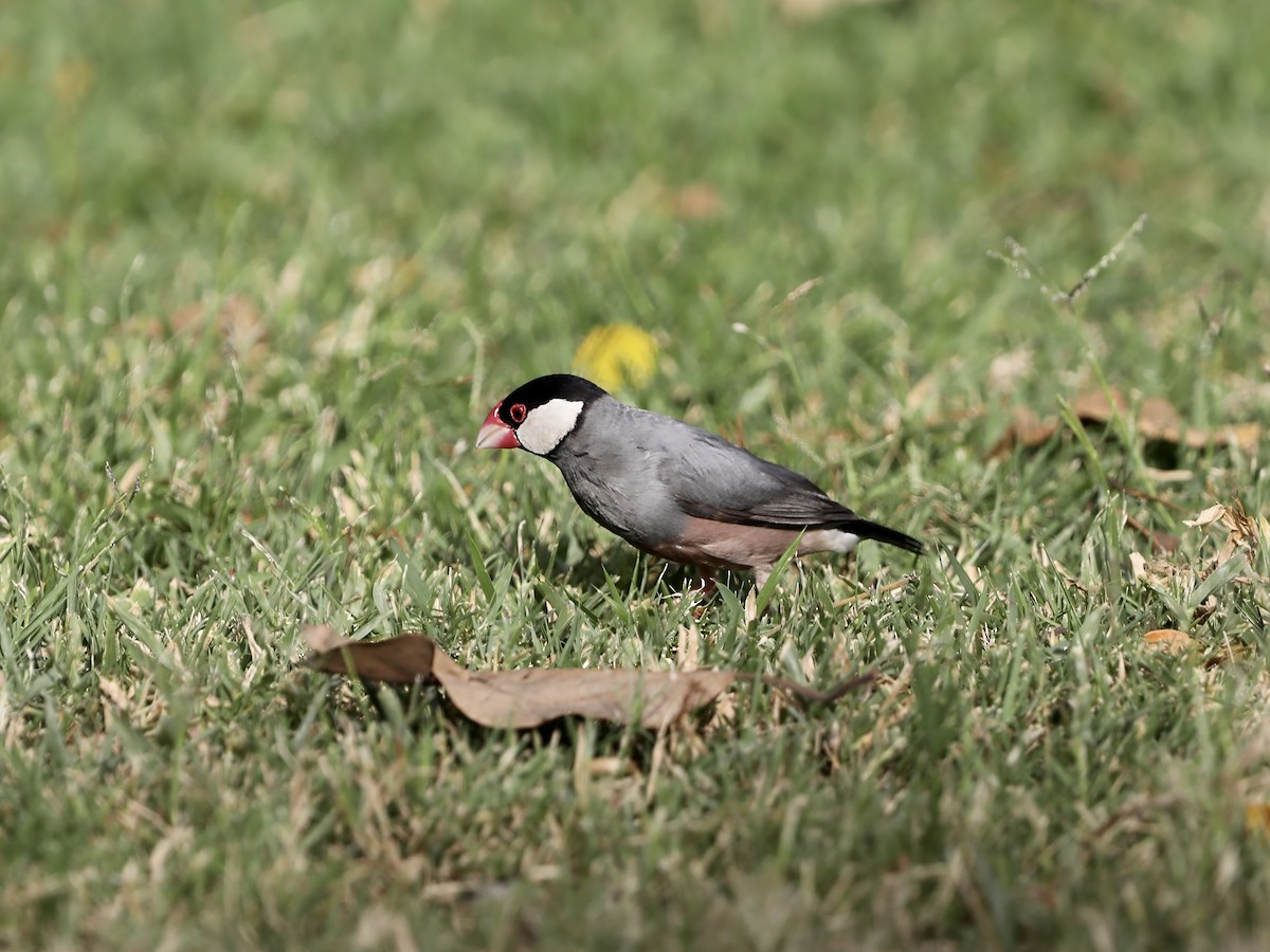 ブンチョウ - ML644630552