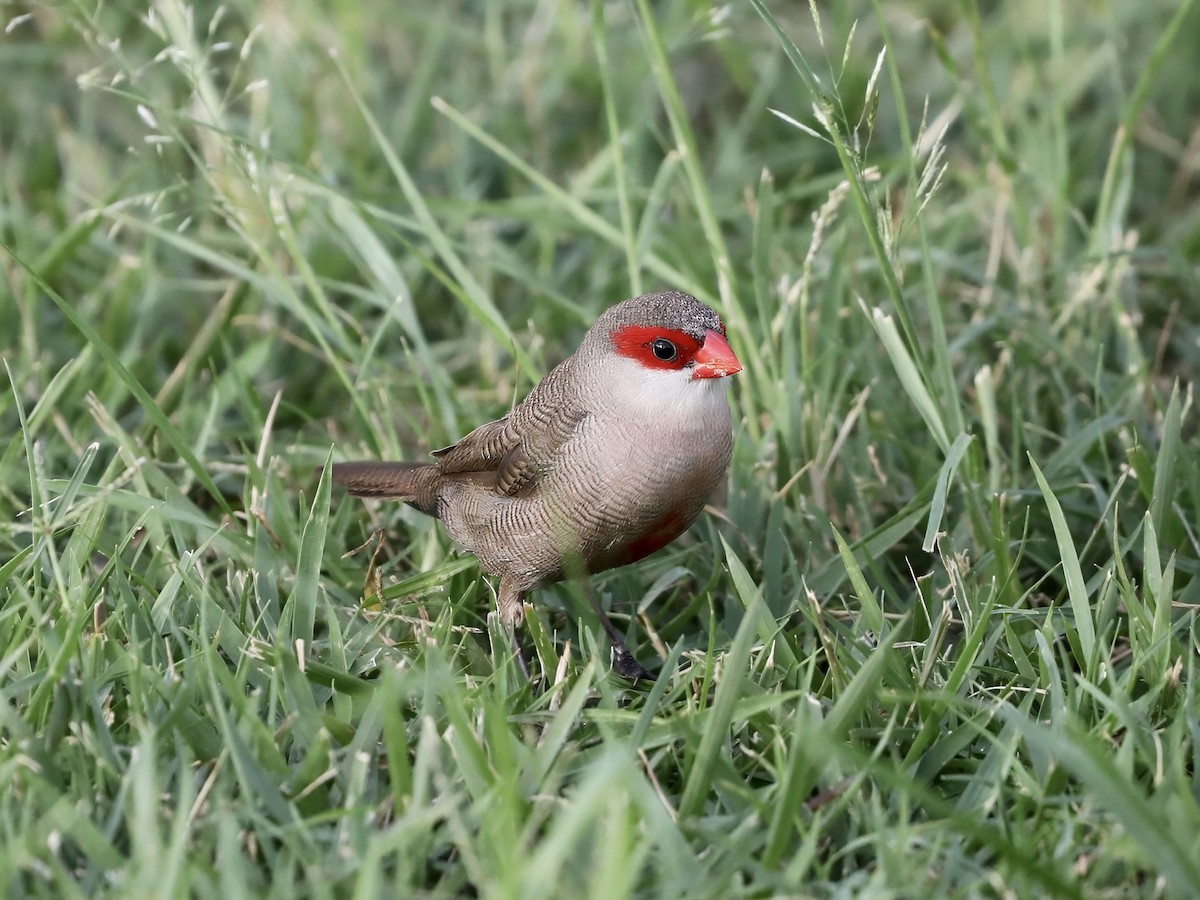 オナガカエデチョウ - ML644630556