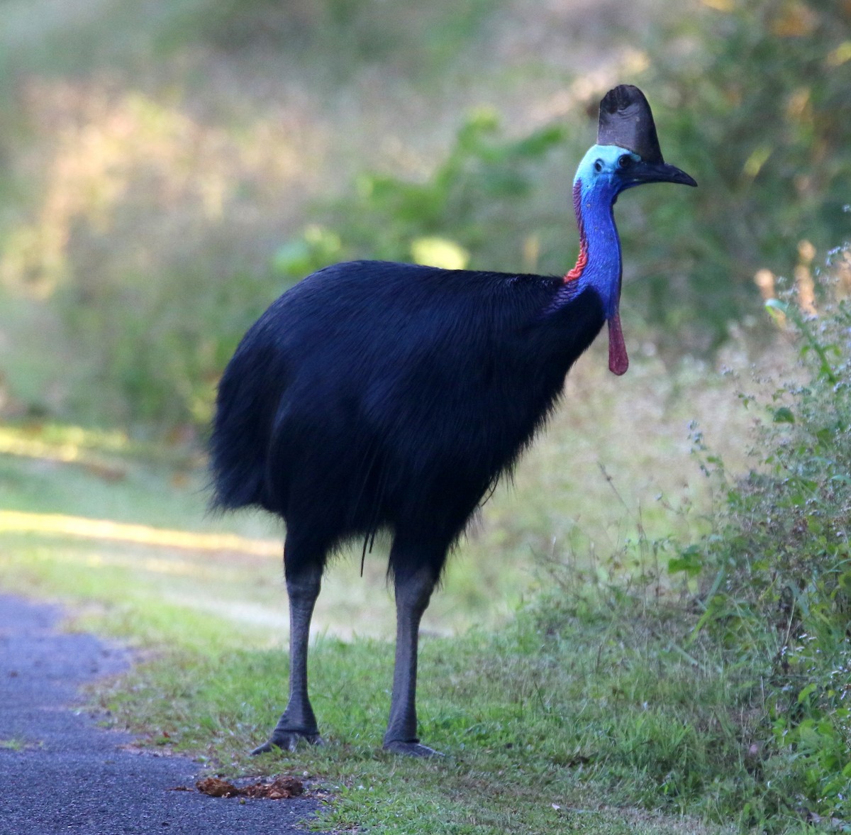 Southern Cassowary - ML644630558