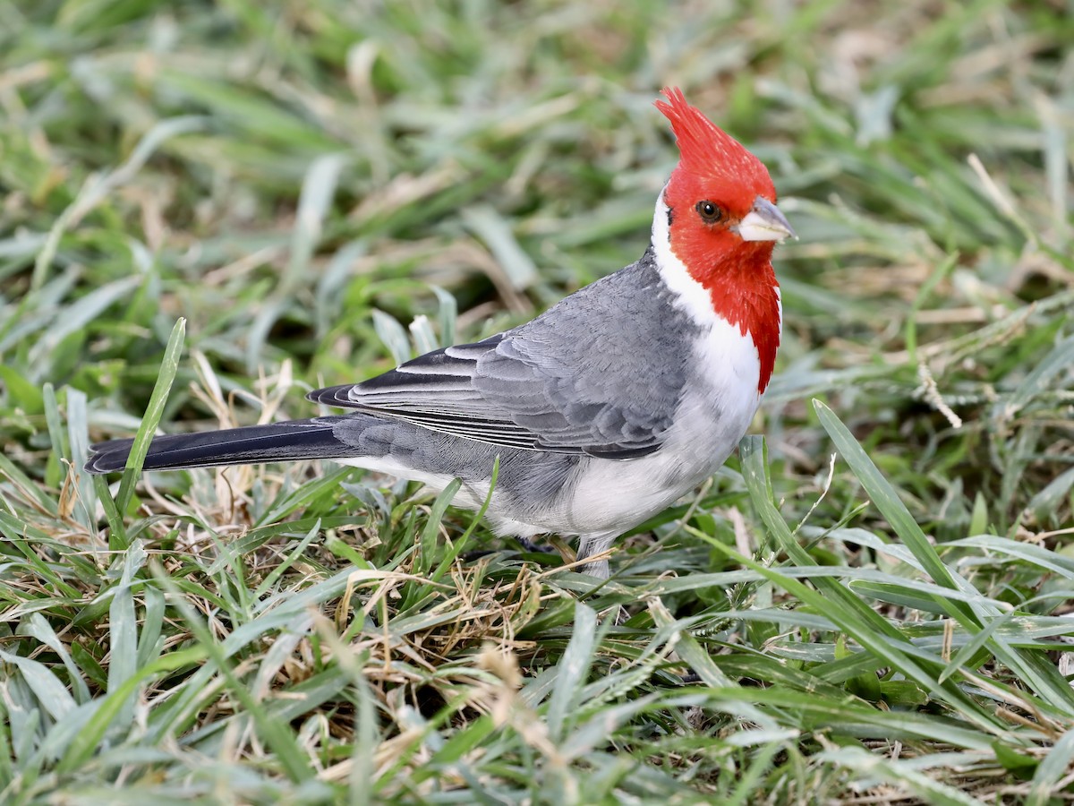 コウカンチョウ - ML644630559