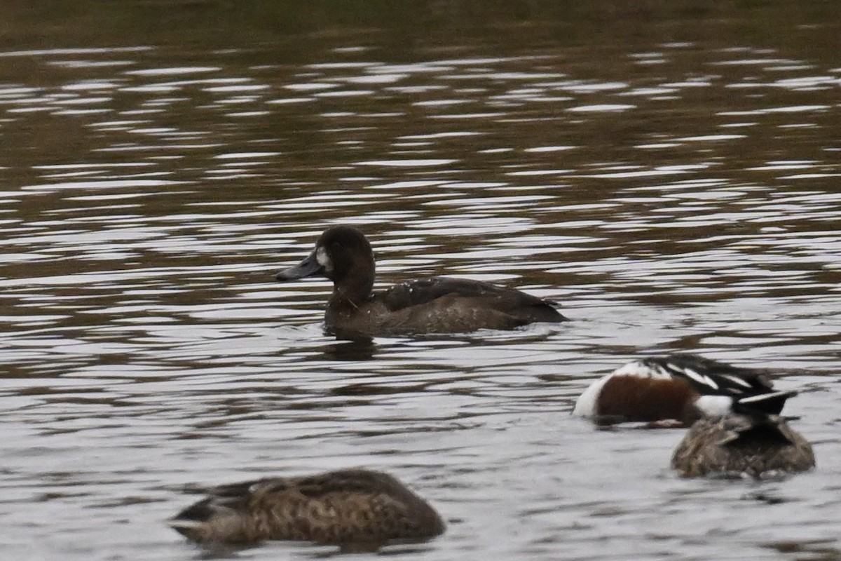 Greater Scaup - ML644630564