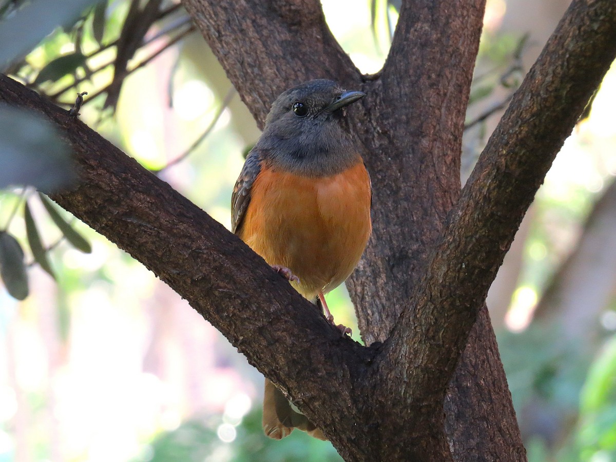 アカハラシキチョウ - ML644630567