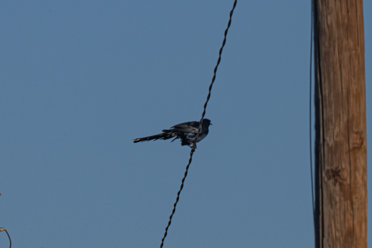 Great-tailed Grackle - ML644630568