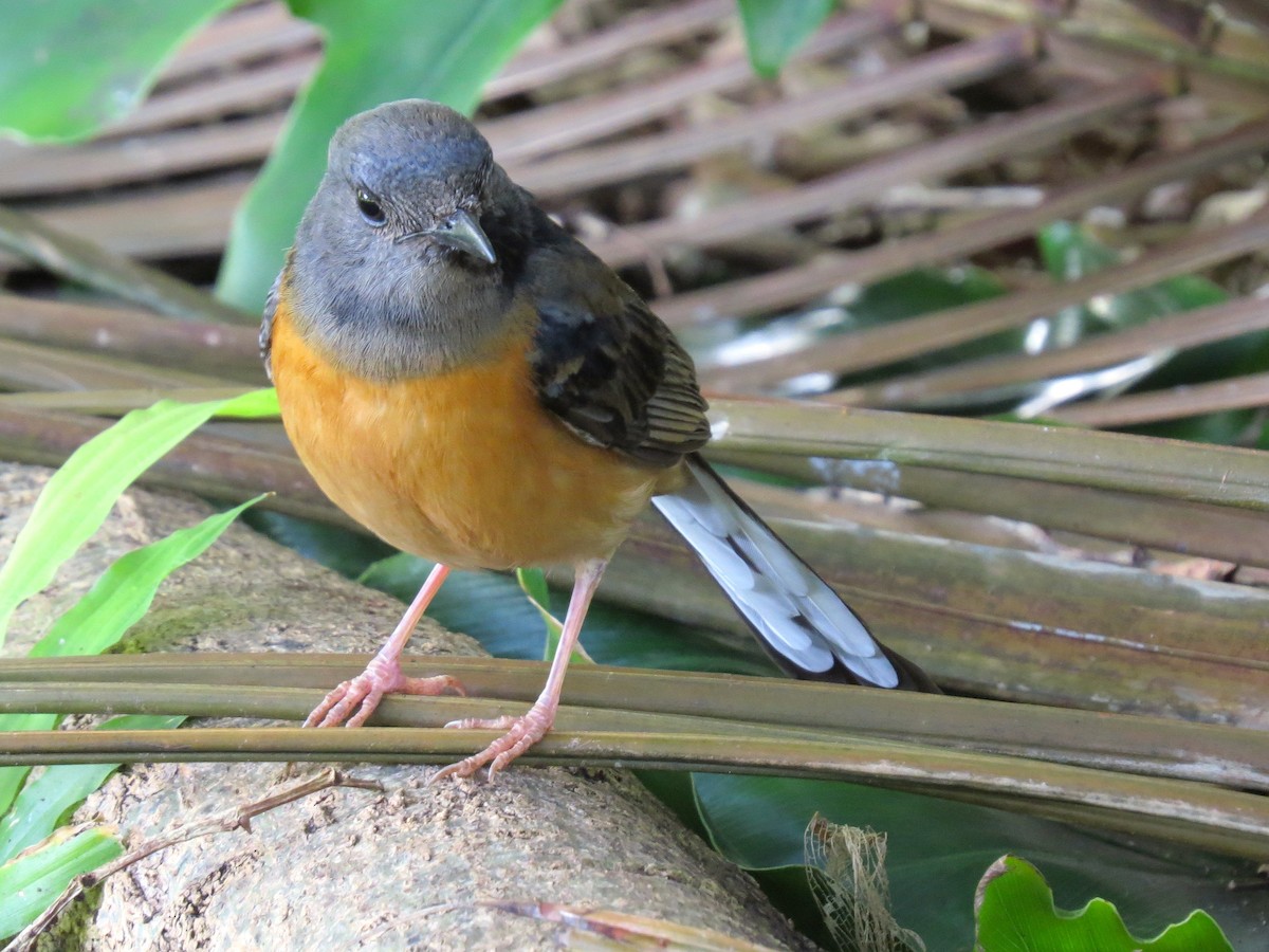 アカハラシキチョウ - ML644630572