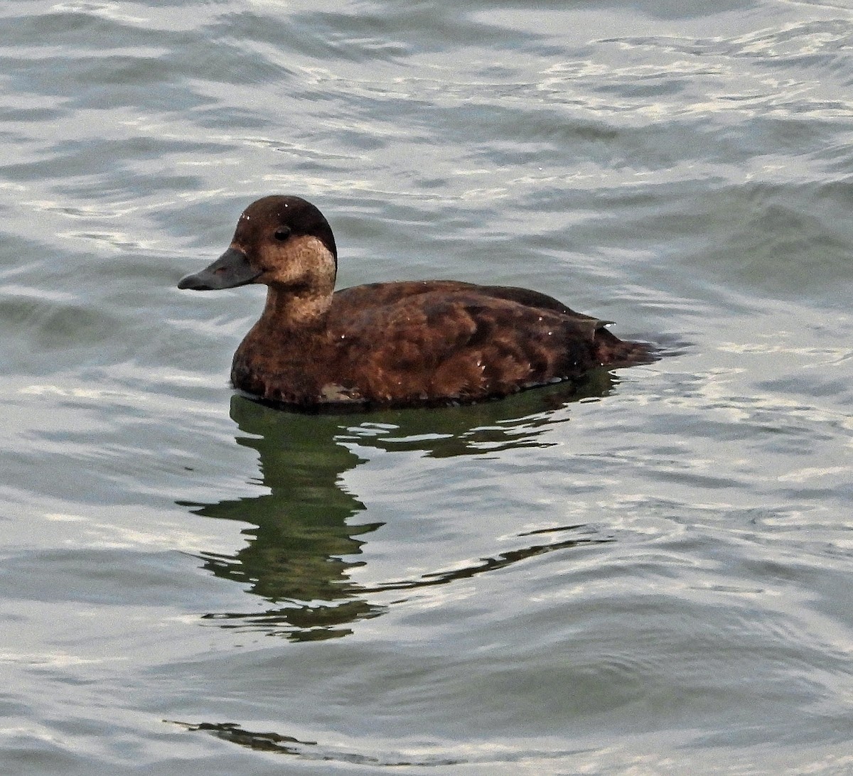 turpan žlutozobý - ML644630573