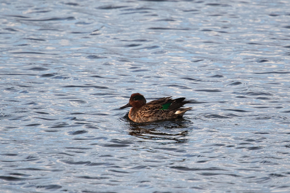Green-winged Teal - ML644630582