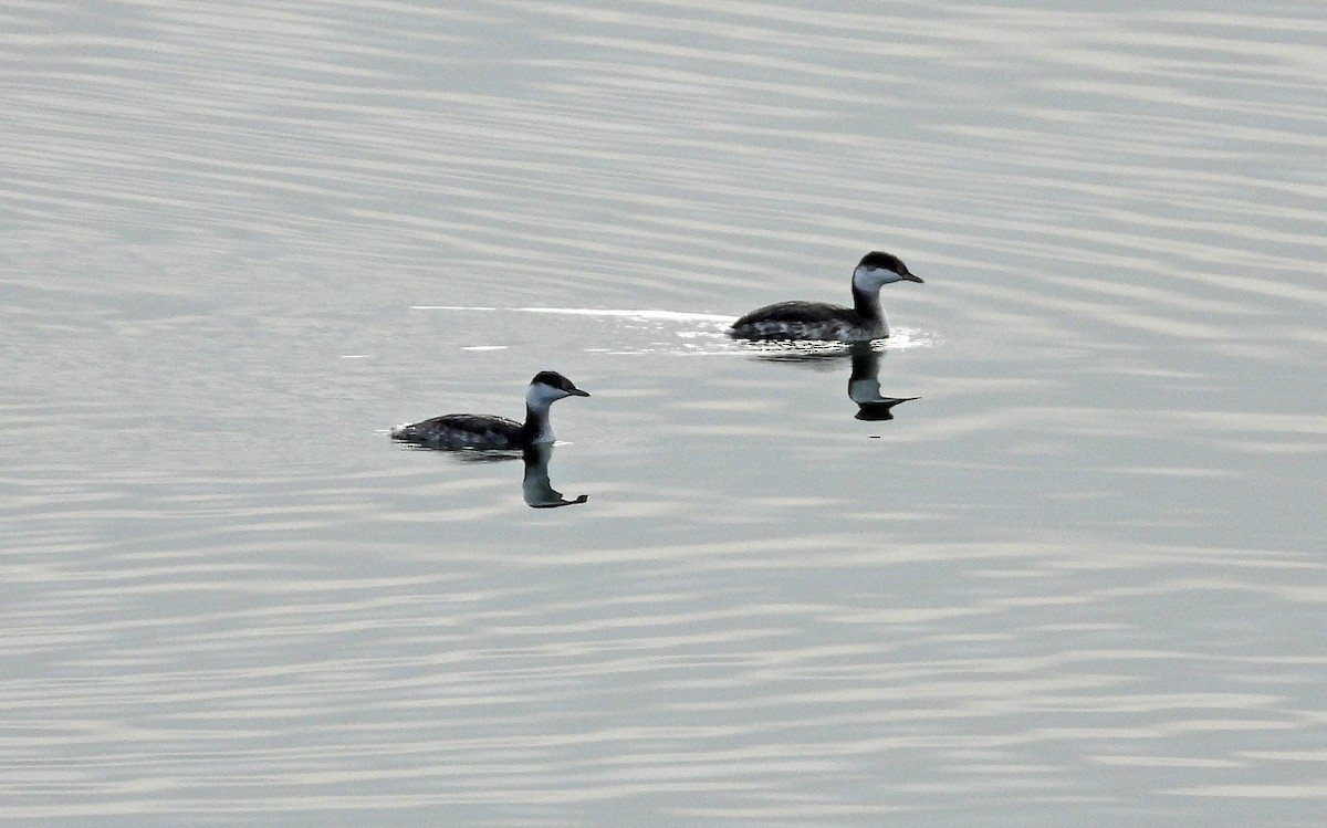 Ухаа шунгуур - ML644630585