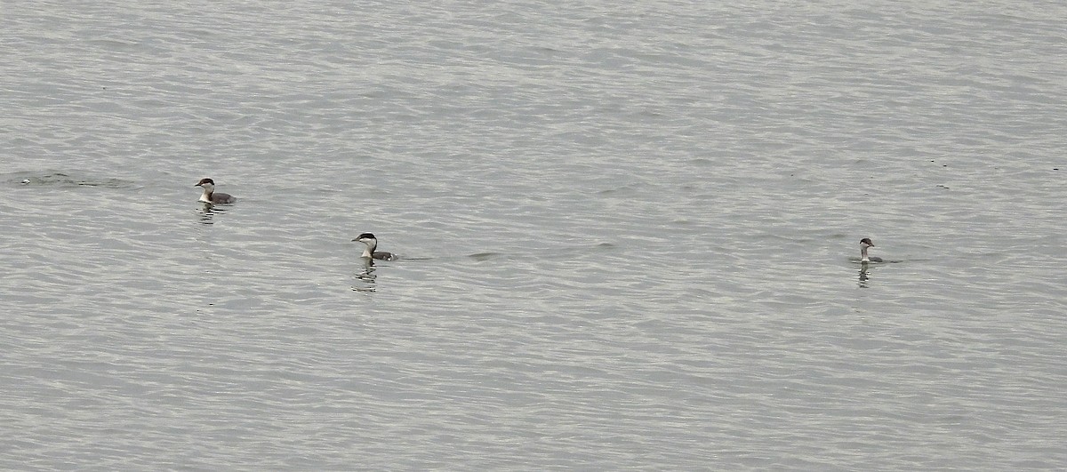 Ухаа шунгуур - ML644630588